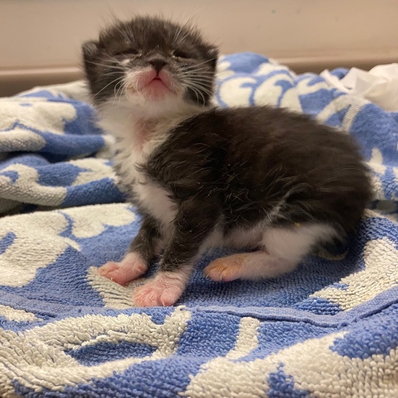 Meet your Posher, Boombilottie Finds - Picture 2 of 15